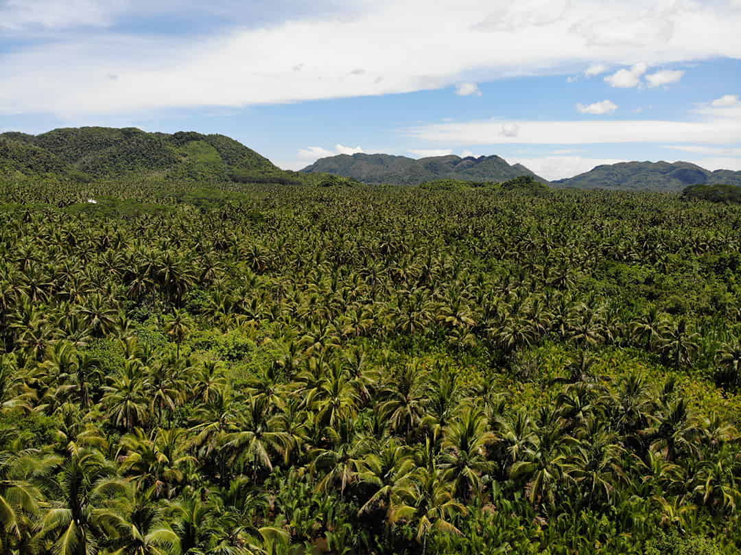 campo-palmeras-que-ver-en-siargao-exprime-filipinas